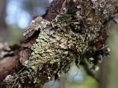 Parmeliopsis ambigua