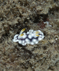 Goniobranchus geometricus