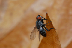 Sarcophagidae