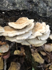 Trametes ochracea