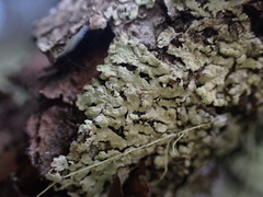 Parmeliopsis ambigua