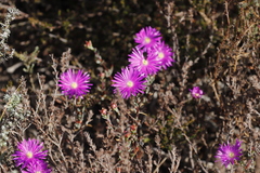 Lampranthus emarginatus