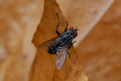 Sarcophagidae