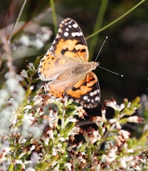 Erica imbricata