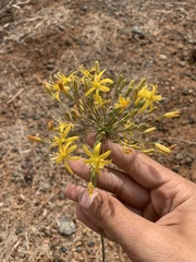 Bloomeria crocea