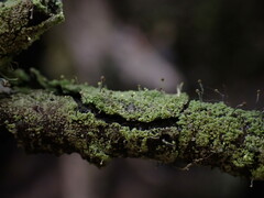 Chaenotheca furfuracea