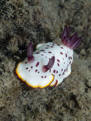 Goniobranchus daphne