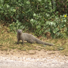 Herpestes pulverulentus