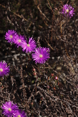 Lampranthus emarginatus