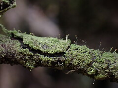 Chaenotheca furfuracea