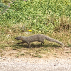 Herpestes pulverulentus