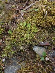 Sagina saginoides