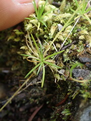 Sagina saginoides