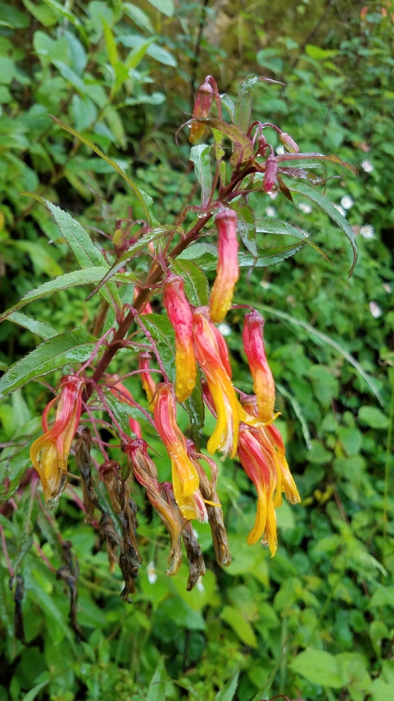 Lobelia aguana