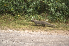 Herpestes pulverulentus