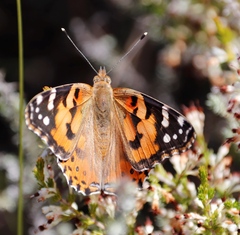Erica imbricata
