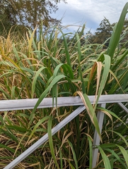 Zizaniopsis miliacea