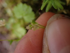 Sagina saginoides