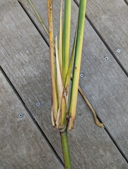 Zizaniopsis miliacea