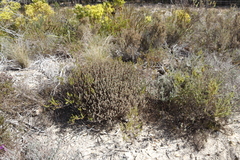 Lampranthus emarginatus