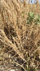 Andropogon virginicus