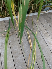 Zizaniopsis miliacea