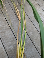 Zizaniopsis miliacea