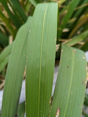 Zizaniopsis miliacea