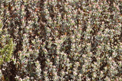 Lampranthus emarginatus