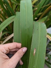 Zizaniopsis miliacea