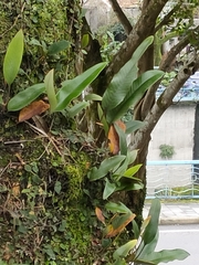 Pyrrosia lingua