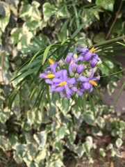 Solanum angustifidum