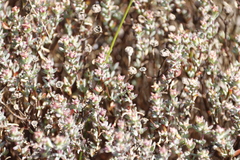 Lampranthus emarginatus