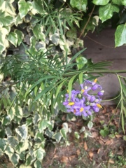 Solanum angustifidum