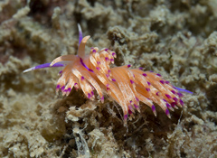Unidentia