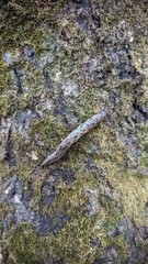 Megapallifera mutabilis