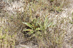 Berkheya herbacea