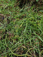 Sparganium emersum