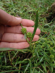 Sparganium emersum