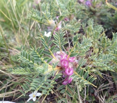 Astragalus cylleneus