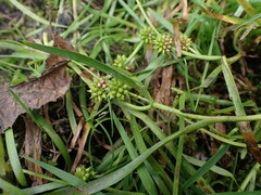 Sparganium emersum
