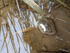 Glebula rotundata