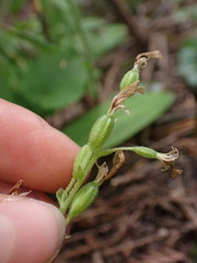 Neottia convallarioides