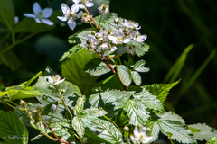 Rubus canadensis