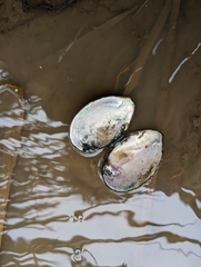 Glebula rotundata