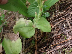 Neottia convallarioides