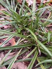Carex scabrata