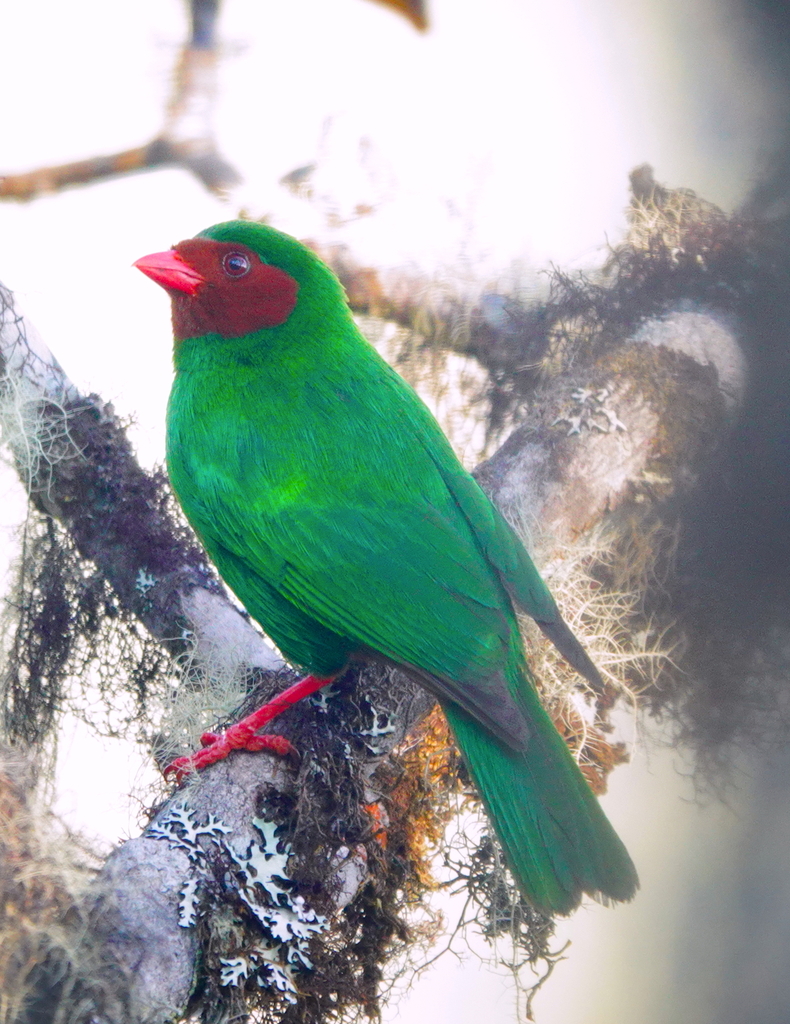 Chlorornis riefferii celatus