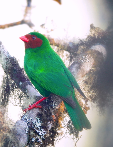Chlorornis riefferii celatus