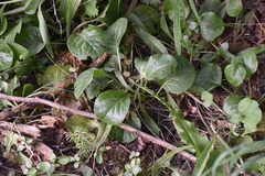 Pyrola minor